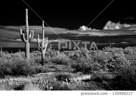 Black and White Sonoran Desert Arizona Black and White Sonoran Desert Arizona 130998227