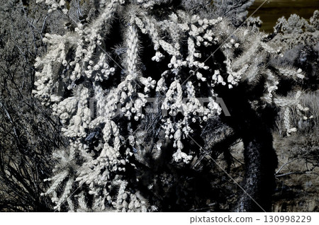 Infrared Cholla cactus, Sonora Desert, Mid Spring Infrared Cholla cactus, Sonora Desert, Mid Spring 130998229