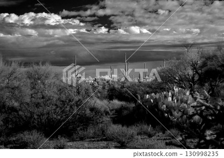 Black and White Sonoran Desert Arizona 130998235