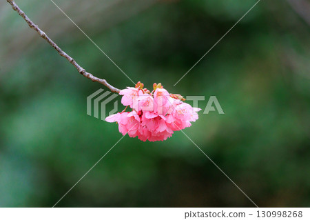Sakura, a Japanese flower that colors encounters and farewells 130998268