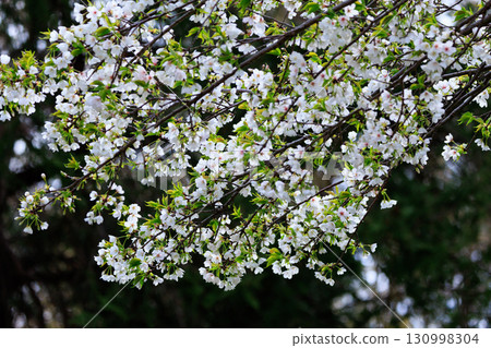 Sakura, a Japanese flower that colors encounters and farewells 130998304