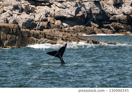 Whale tail above water in the Atlantic Ocean near coast. 130998345