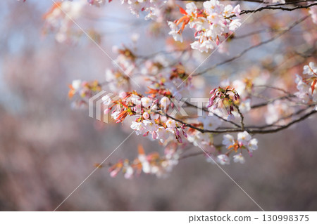 櫻花，一種為相遇和告別著色的日本花 130998375