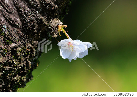 Sakura, a Japanese flower that colors encounters and farewells 130998386
