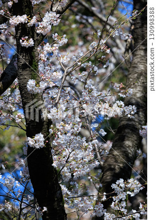 櫻花，一種為相遇和告別著色的日本花 130998388