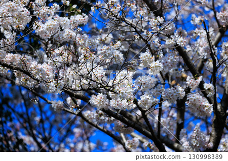 Sakura, a Japanese flower that colors encounters and farewells Sakura, a Japanese flower that colors encounters and farewells 130998389