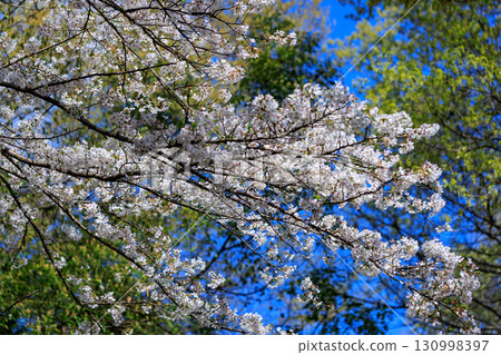 Sakura, a Japanese flower that colors encounters and farewells Sakura, a Japanese flower that colors encounters and farewells 130998397