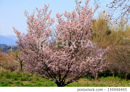 Sakura, a Japanese flower that colors encounters and farewells Sakura, a Japanese flower that colors encounters and farewells 130998405