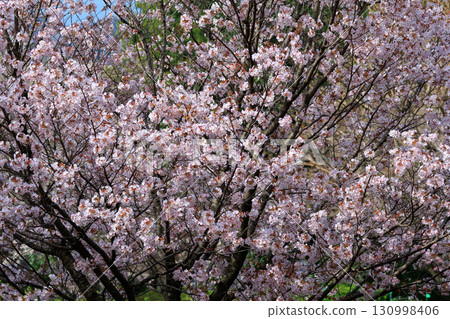 Sakura, a Japanese flower that colors encounters and farewells Sakura, a Japanese flower that colors encounters and farewells 130998406