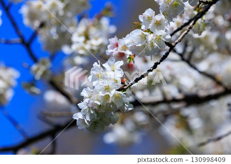 櫻花，一種為相遇和告別著色的日本花 130998409