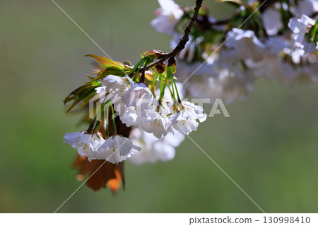 Sakura, a Japanese flower that colors encounters and farewells 130998410