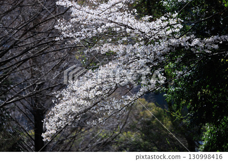 Sakura, a Japanese flower that colors encounters and farewells 130998416