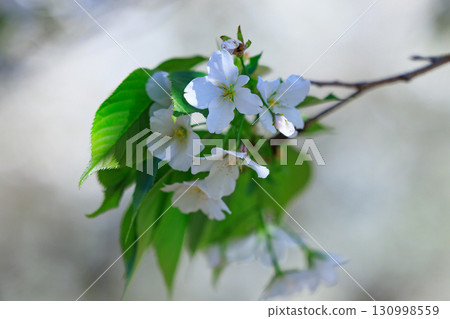 櫻花，一種為相遇和告別著色的日本花 130998559