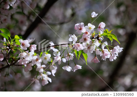 櫻花，一種為相遇和告別著色的日本花 130998560