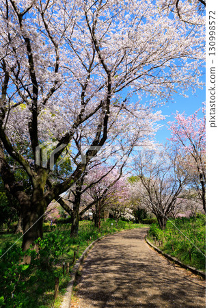 Sakura, a Japanese flower that colors encounters and farewells Sakura, a Japanese flower that colors encounters and farewells 130998572