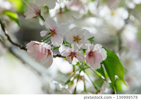 Sakura, a Japanese flower that colors encounters and farewells 130998578