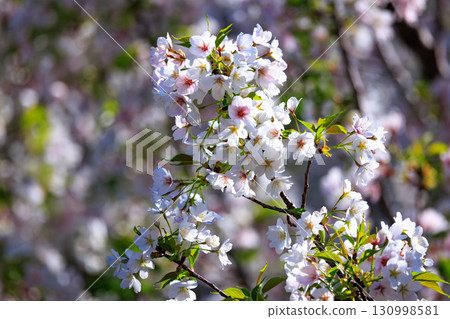 Sakura, a Japanese flower that colors encounters and farewells 130998581