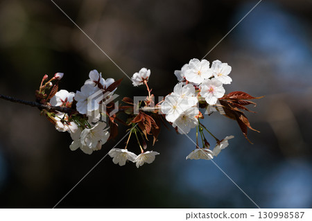 Sakura, a Japanese flower that colors encounters and farewells 130998587