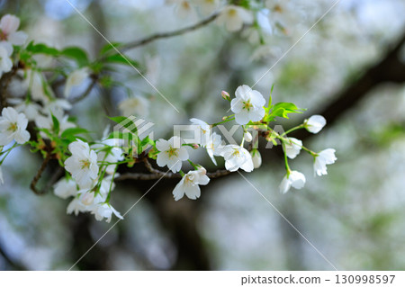 櫻花，一種為相遇和告別著色的日本花 130998597