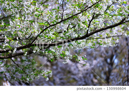 Sakura, a Japanese flower that colors encounters and farewells 130998604