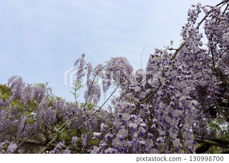 Wisteria 130998700