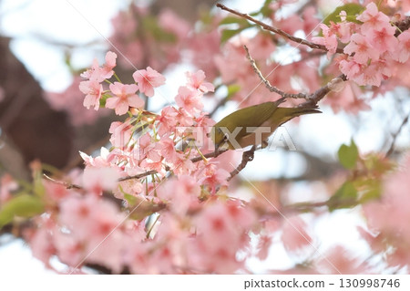 伊勢崎市未來公園河津櫻花 繡眼鳥 130998746