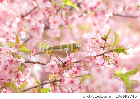 Isesaki City Future Park Kawazu Cherry Blossoms White-eye 130998749