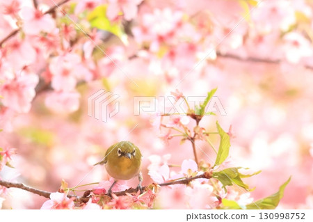 伊勢崎市未來公園河津櫻花 繡眼鳥 130998752