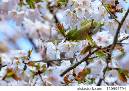 A bird white-eye with a green body and white glasses that is mistaken for a cherry blossom and a warbler. A bird white-eye with a green body and white glasses that is mistaken for a cherry blossom and a warbler. 130998794