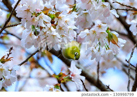 一隻綠體戴白眼鏡的白眼鳥，被誤認為是櫻花和鶯。 130998799