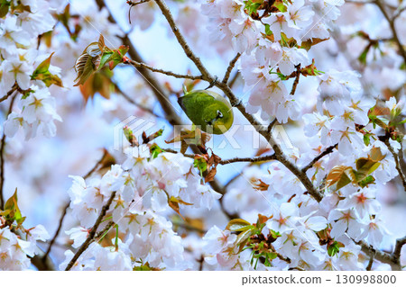 A bird white-eye with a green body and white glasses that is mistaken for a cherry blossom and a warbler. 130998800