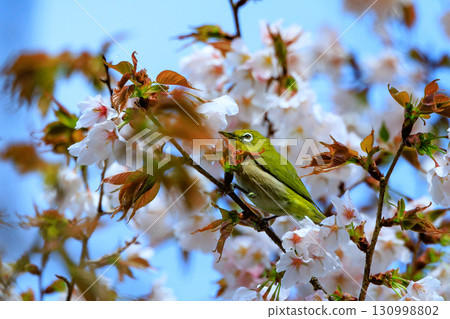 一隻綠體戴白眼鏡的白眼鳥,被誤認為是櫻花和鶯。 一隻綠體戴白眼鏡的白眼鳥,被誤認為是櫻花和鶯。 130998802