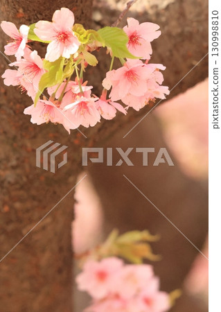 伊勢崎市未來公園河津櫻花 130998810