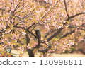 Isesaki City Future Park Kawazu Cherry Blossoms Brown-eared Bulbul 130998811