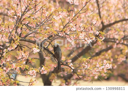 Isesaki City Future Park Kawazu Cherry Blossoms Brown-eared Bulbul Isesaki City Future Park Kawazu Cherry Blossoms Brown-eared Bulbul 130998811