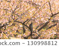 Isesaki City Future Park Kawazu Cherry Blossoms Brown-eared Bulbul 130998812