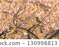 Isesaki City Future Park Kawazu Cherry Blossoms Brown-eared Bulbul 130998813