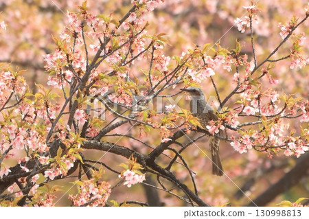 伊勢崎市未來公園河津櫻花 棕耳鵯 130998813