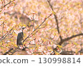 Isesaki City Future Park Kawazu Cherry Blossoms Brown-eared Bulbul 130998814