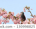 Isesaki City Future Park Kawazu Cherry Blossoms Brown-eared Bulbul 130998825