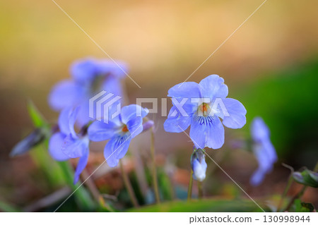 Contrary to its pretty appearance, it is a plant violet with extremely strong vitality. 130998944