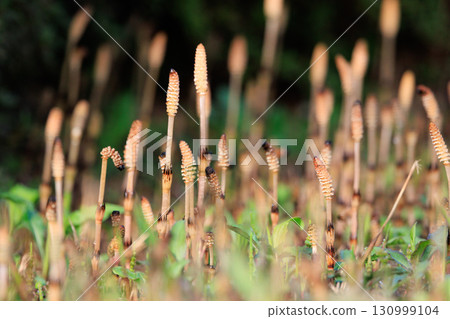 Horsetail horsetail, synonymous with spring Horsetail horsetail, synonymous with spring 130999104