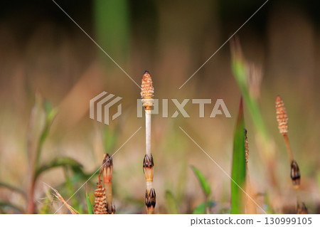 Horsetail horsetail, synonymous with spring Horsetail horsetail, synonymous with spring 130999105