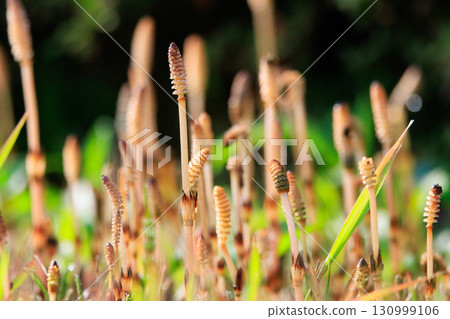 Horsetail horsetail, synonymous with spring 130999106
