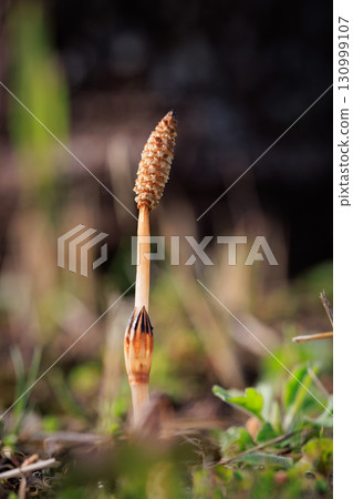 馬尾 馬尾，春天的代名詞 130999107