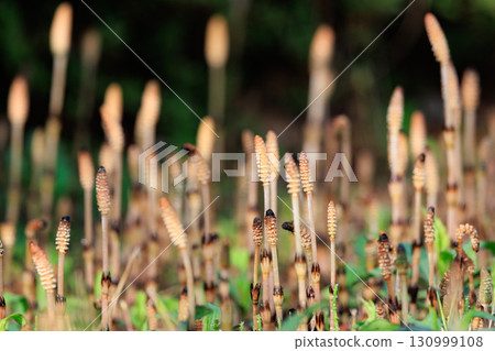 馬尾 馬尾，春天的代名詞 130999108