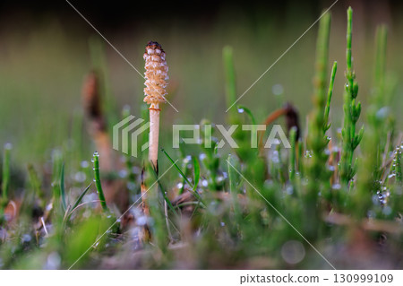 Horsetail horsetail, synonymous with spring Horsetail horsetail, synonymous with spring 130999109