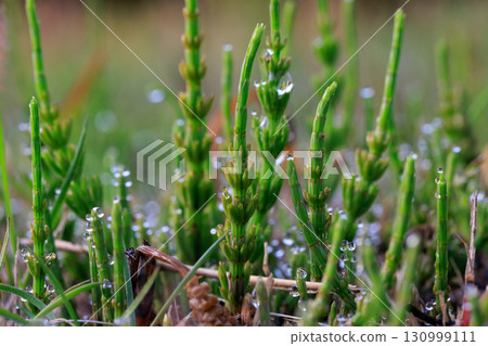 Horsetail horsetail, synonymous with spring Horsetail horsetail, synonymous with spring 130999111