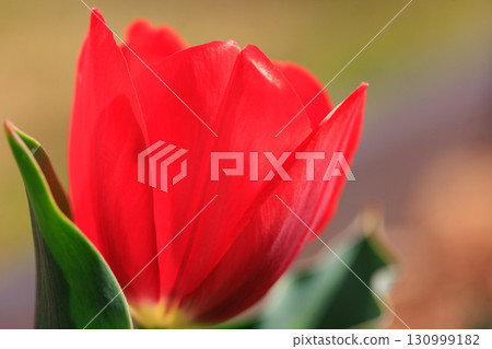 Tulips, the representative flowerbed flower 130999182