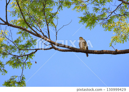 一種小型猛禽，日本麻雀，近年來已用於獵鷹。 130999429